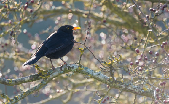 Merle noir / Turdus merula