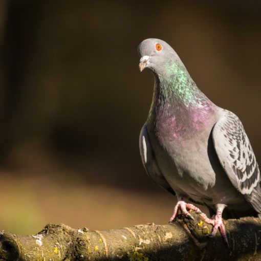 Pigeon biset / Columba livia