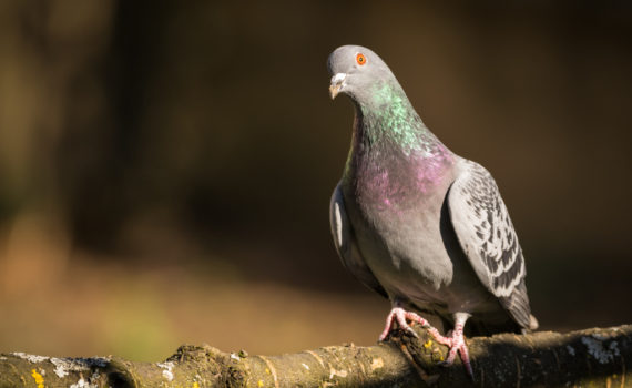 Pigeon biset / Columba livia