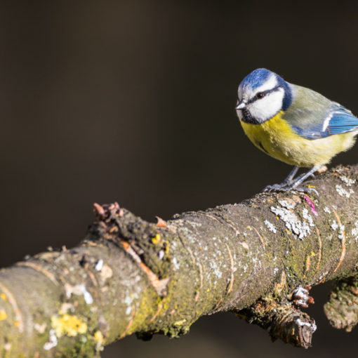 Mésange bleue / Cyanistes caeruleus