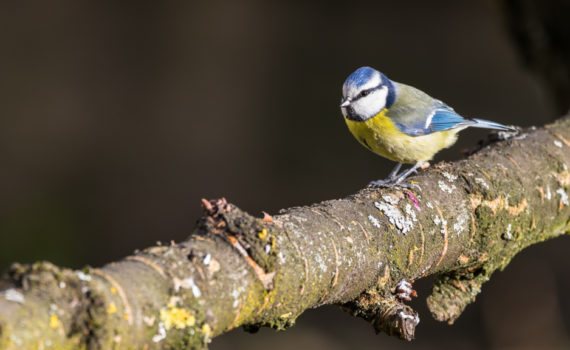 Mésange bleue / Cyanistes caeruleus