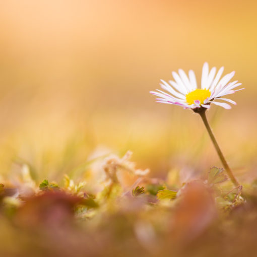 Pâquerette / Bellis perennis