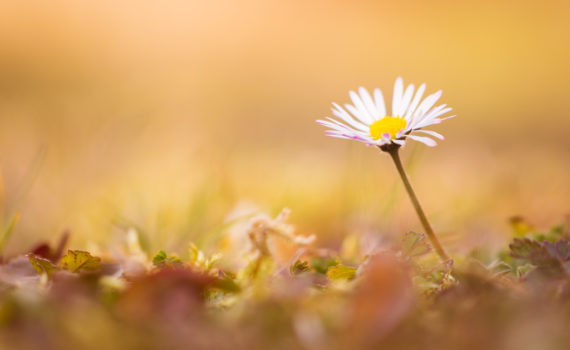 Pâquerette / Bellis perennis