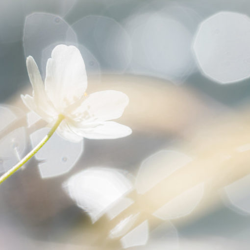 Anémone des bois / Anemone nemorosa