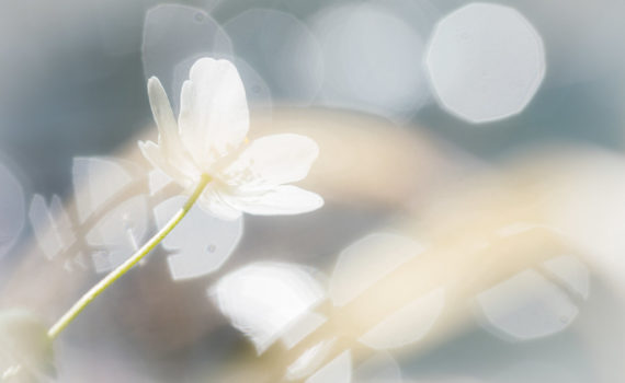 Anémone des bois / Anemone nemorosa