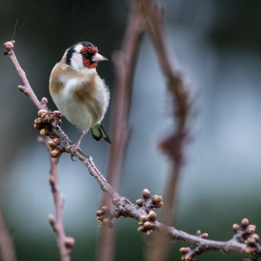 Chardonnet élégant / Carduelis carduelis