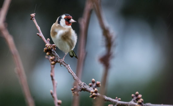 Chardonnet élégant / Carduelis carduelis