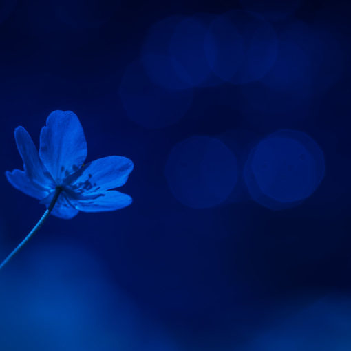 Anémone des bois / Anemone nemorosa