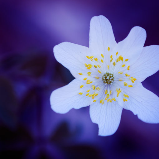 Anémone des bois / Anemone nemorosa