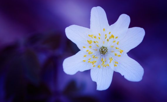 Anémone des bois / Anemone nemorosa