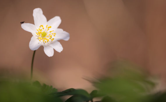 Anémone des bois / Anemone nemorosa