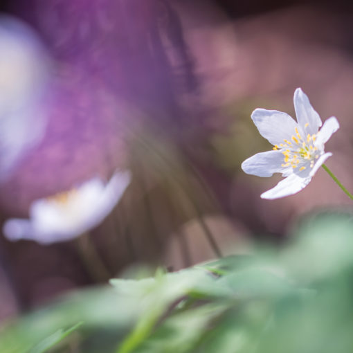 Anémone des bois / Anemone nemorosa