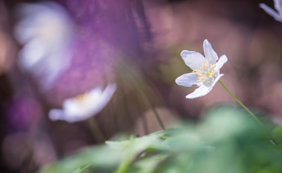 Anémone des bois / Anemone nemorosa