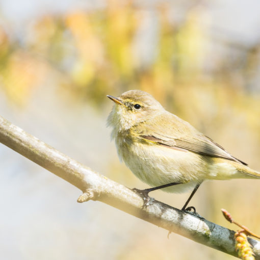 Pouillot véloce / Phylloscopus collybita