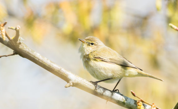 Pouillot véloce / Phylloscopus collybita