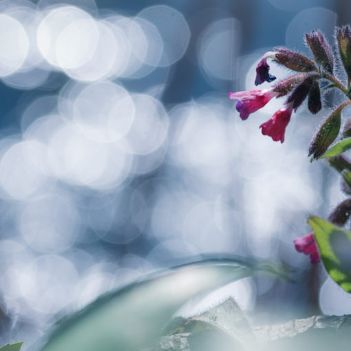 Pulmonaire semblable / Pulmonaria affinis