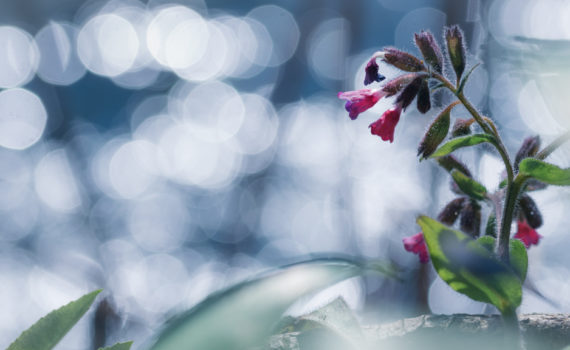 Pulmonaire semblable / Pulmonaria affinis