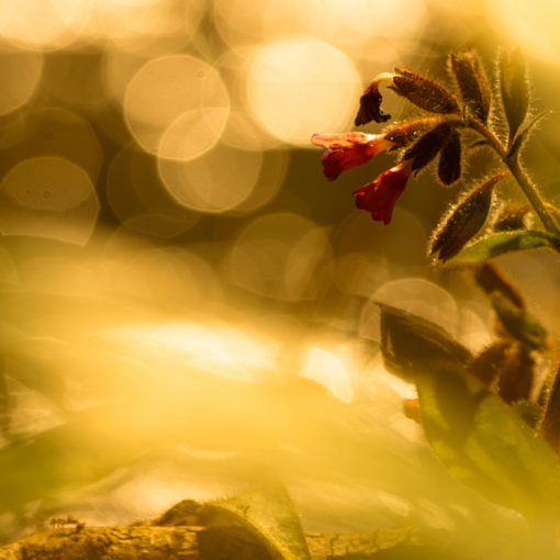 Pulmonaire semblable / Pulmonaria affinis