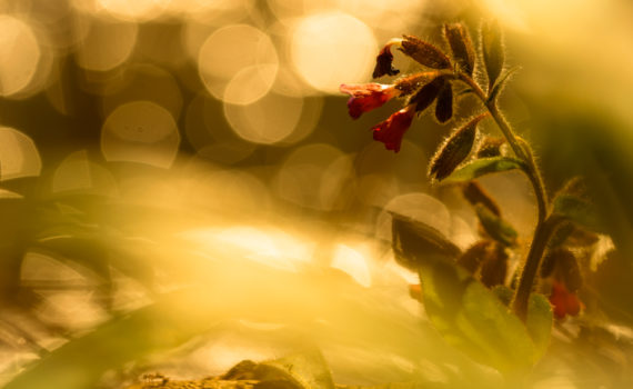 Pulmonaire semblable / Pulmonaria affinis