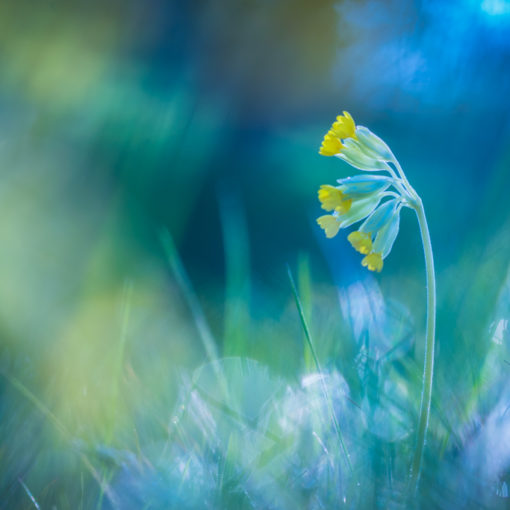 Primevère officinale / Primula veris