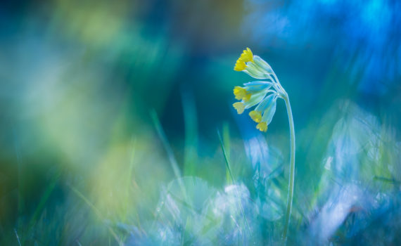 Primevère officinale / Primula veris