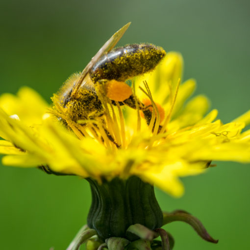 Abeille domestique / Apis mellifera