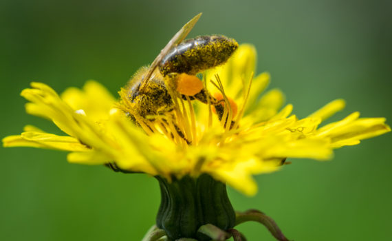 Abeille domestique / Apis mellifera