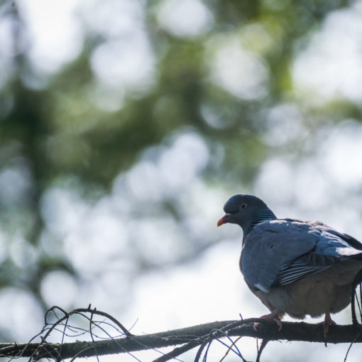 Pigeon ramier / Columba palumbus