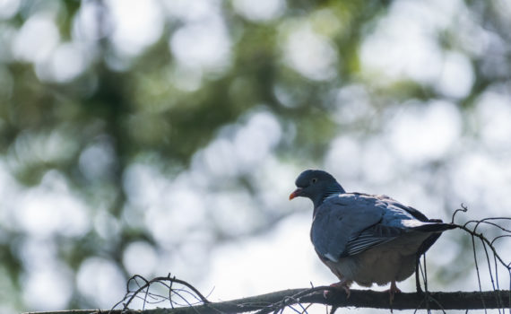Pigeon ramier / Columba palumbus