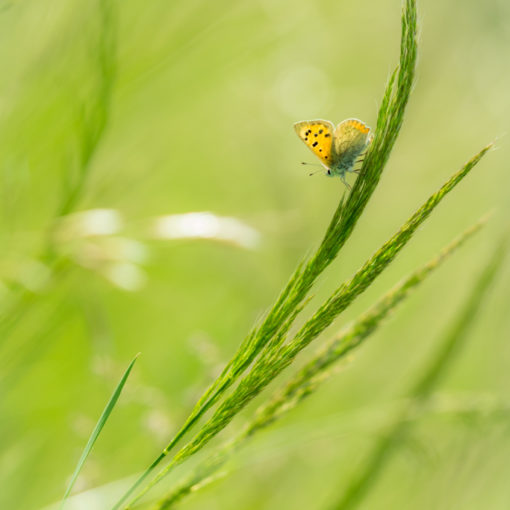 Cuivré commun / Lycaena phlaeas