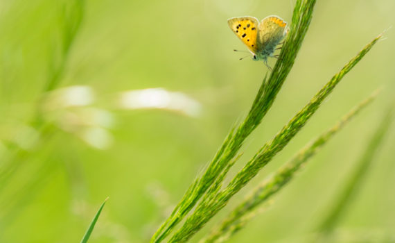 Cuivré commun / Lycaena phlaeas