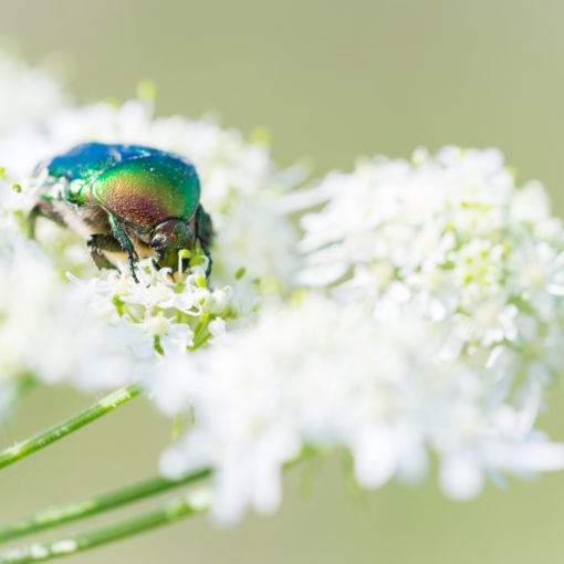 Cétoine dorée / Cetonia aurata