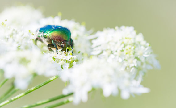 Cétoine dorée / Cetonia aurata