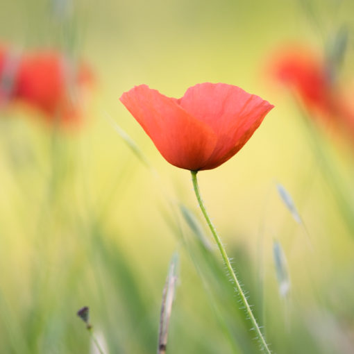 Coquelicot / Papaver rhoeas