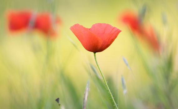 Coquelicot / Papaver rhoeas