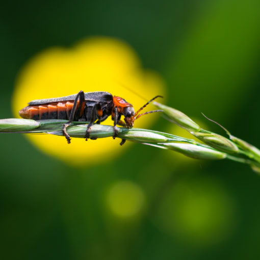 Cantharide commune / Cantharis fusca