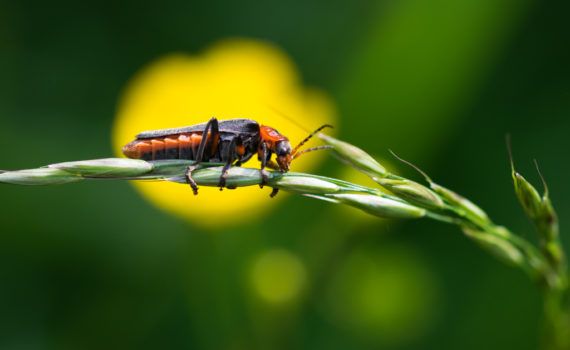 Cantharide commune / Cantharis fusca