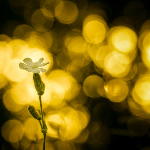 Compagnon blanc / Silene latifolia