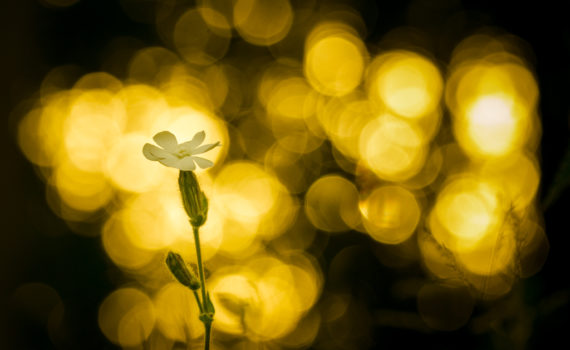 Compagnon blanc / Silene latifolia