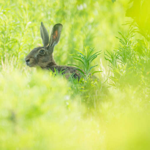 Lièvre d'Europe / Lepus europaeus