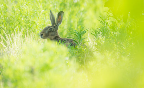 Lièvre d'Europe / Lepus europaeus