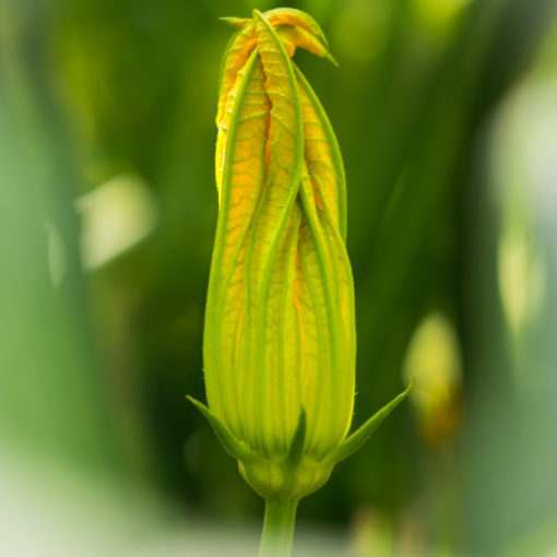 Courgette