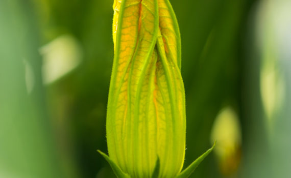 Courgette