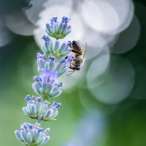 Abeille domestique / Apis mellifera