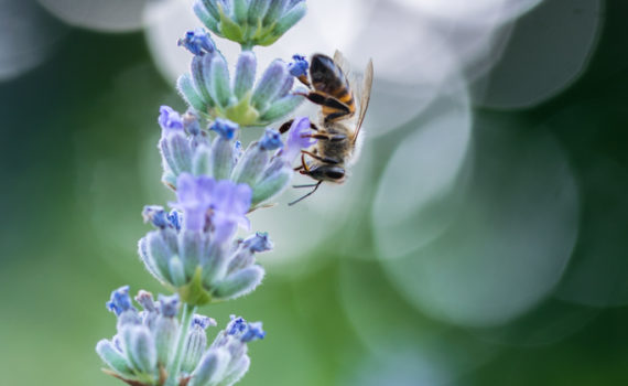 Abeille domestique / Apis mellifera