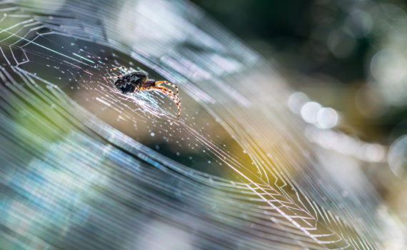 Epeire diadème / Araneus diadematus