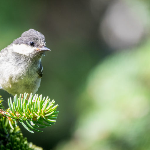 Mésange noire / Periparus ater