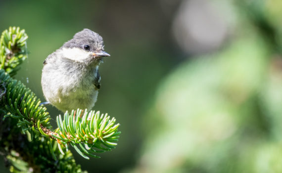 Mésange noire / Periparus ater