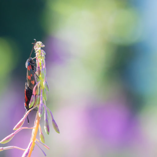 Zygène de la filipendule / Zygaena filipendulae