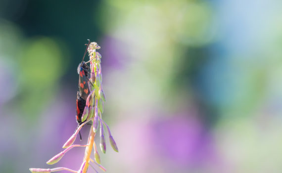 Zygène de la filipendule / Zygaena filipendulae